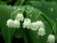 Bohain :Le maire interdit la  vente de muguet à la sauvette le 1er mai !