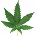 Uruguay 1er pays à légaliser la production et la vente de cannabis. Et la France ?